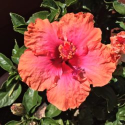 0 Hibiscus 0 Hibiscus