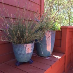 0 Lavender 0 Lavender