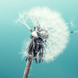 praise banner dandelion (1) praise banner dandelion (1)